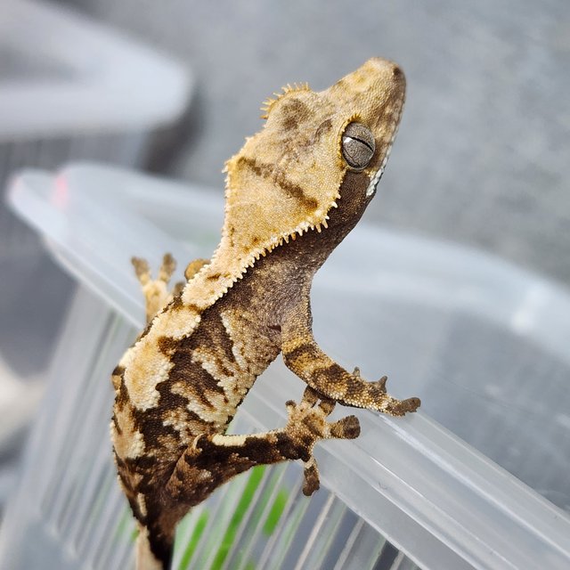 트라이 익스트림할리퀸