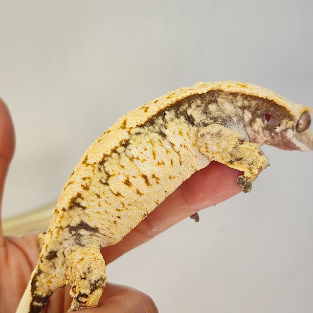 화이트스팟 트라이 익스트림할리퀸 젠젝스