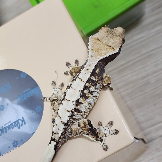 트라이 익스트림할리퀸 화이트포트홀 화이트스팟