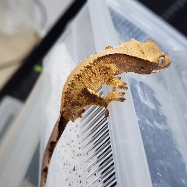 드리피 화이트스팟 솔리드백 카와 익스트림할리퀸