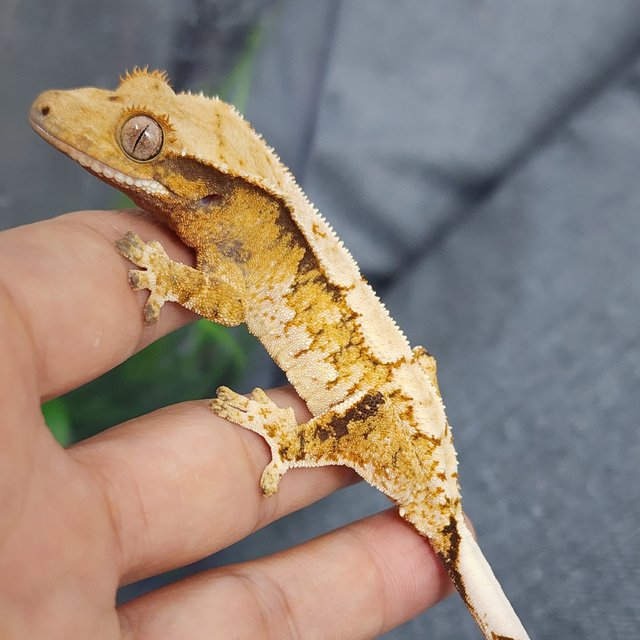 화이트스팟 카와 익스트림할리퀸 트라이