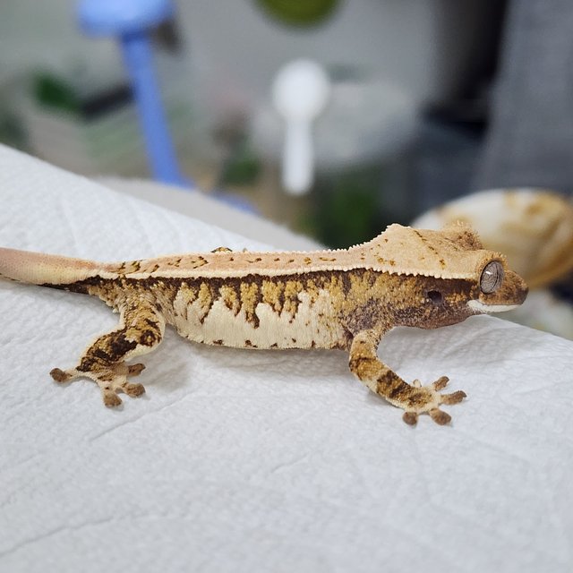 트라이 익스트림할리퀸 쿼드