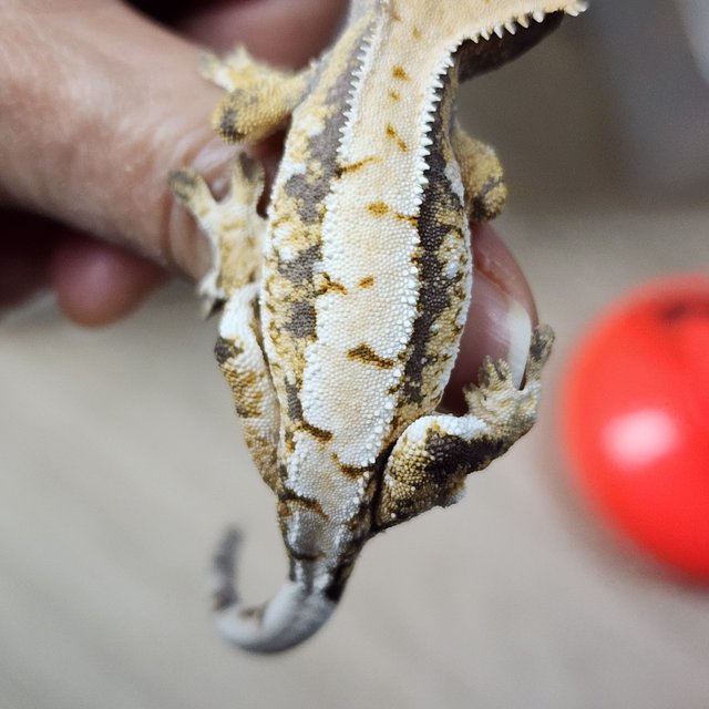 트라이 익스트림할리퀸 화이트스팟