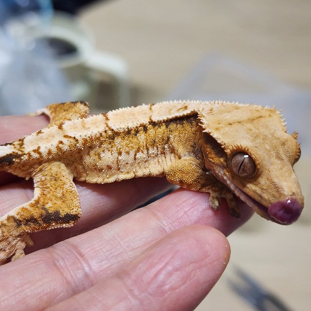 화이트스팟 카와 익스트림할리퀸 트라이