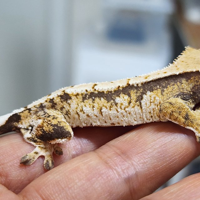 트라이 익스트림할리퀸 화이트스팟