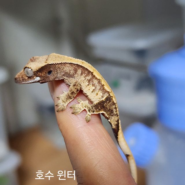 드리피 화이트스팟 카와