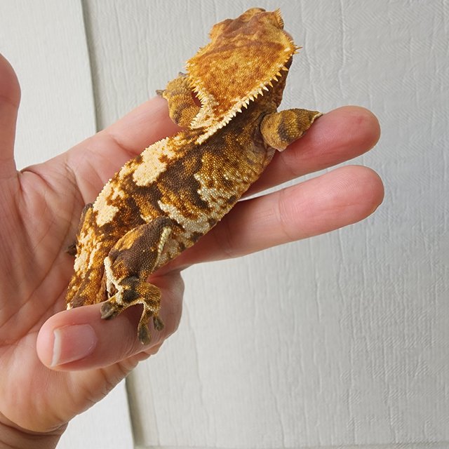 트라이 익스트림할리퀸 텐저린