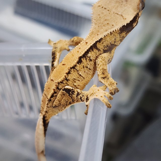 드리피 화이트스팟 카와