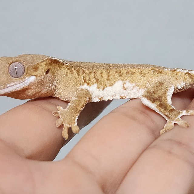 릴리100%헷아잔틱