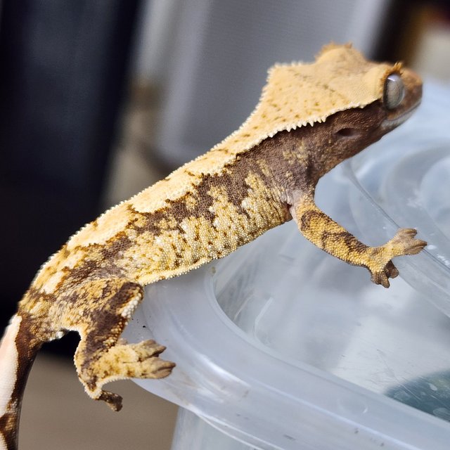 트라이 익스트림할리퀸 화이트스팟 화이트포트홀