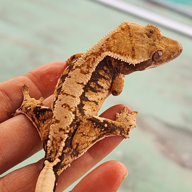 트라이 익스트림할리퀸 화이트크라운