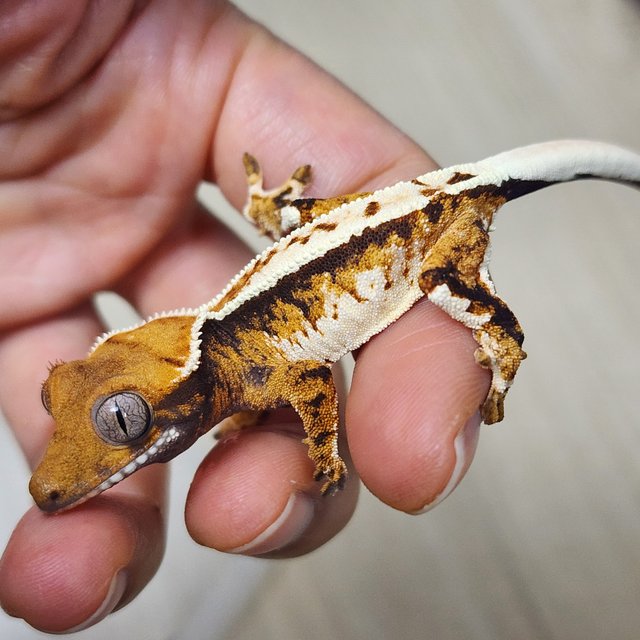 트라이 익스트림할리퀸 텐저린 화이트핀