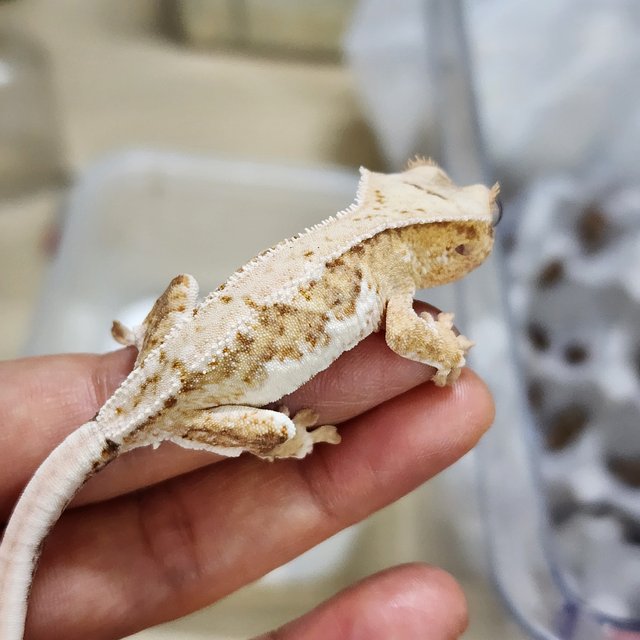 릴리100%헷아잔틱 팬텀