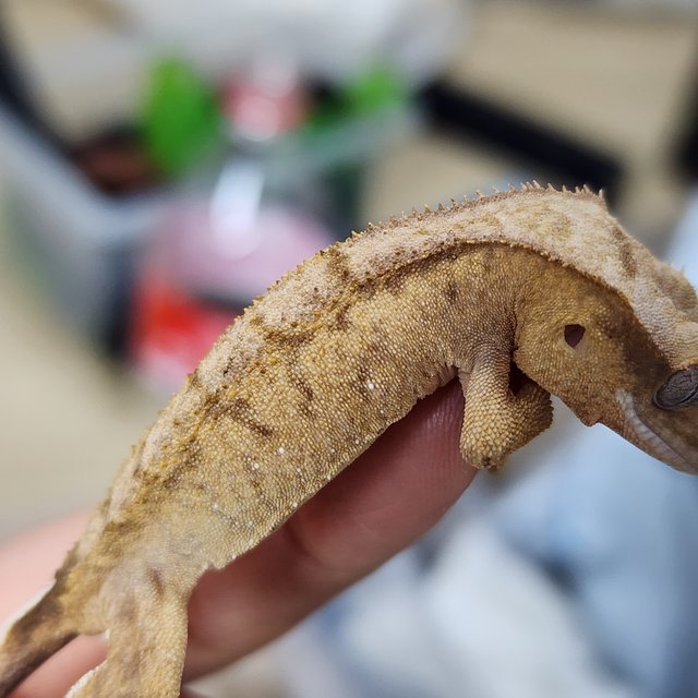 100%헷아잔틱