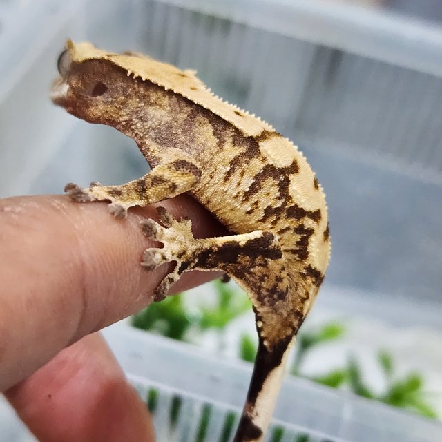 드리피 익스트림할리퀸 화이트스팟