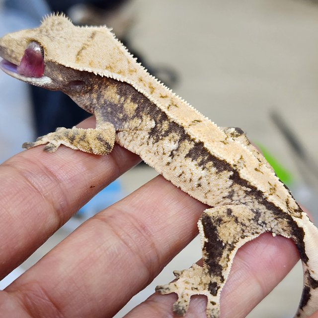 트라이 익스트림할리퀸 화이트스팟