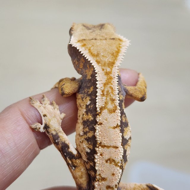 트라이 익스트림할리퀸 화이트스팟 텐저린