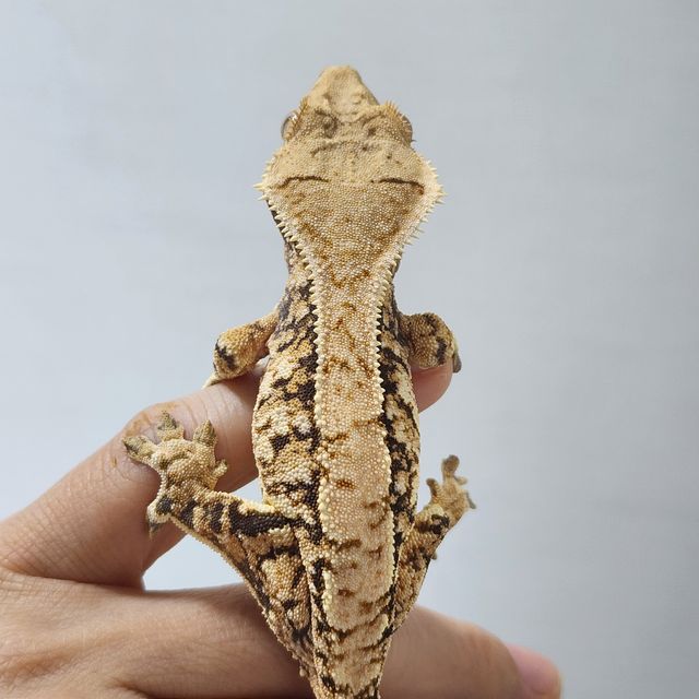 트라이 익스트림할리퀸 바브 드리피