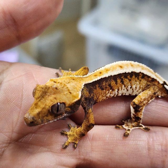 트라이 익스트림할리퀸 화이트핀