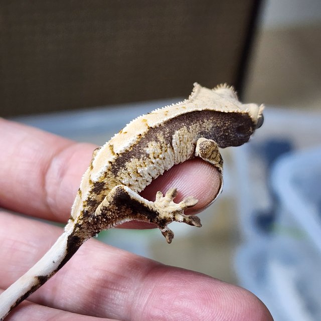 트라이 익스트림할리퀸 화이트스팟