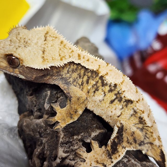 트라이 익스트림할리퀸