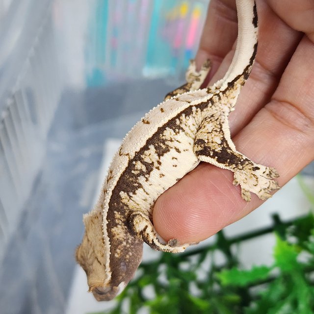 트라이 익스트림할리퀸 화이트핀 바브