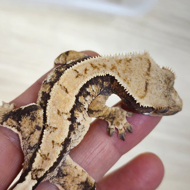 트라이 익스트림할리퀸 화이트스팟