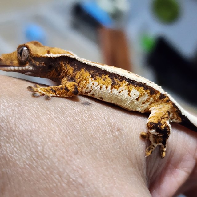 트라이 익스트림할리퀸 텐저린 화이트핀