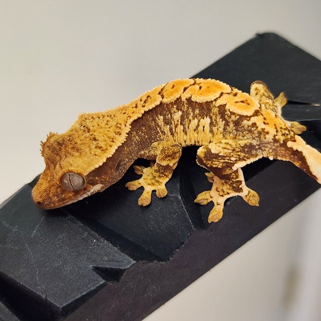 트라이 익스트림할리퀸 노멀