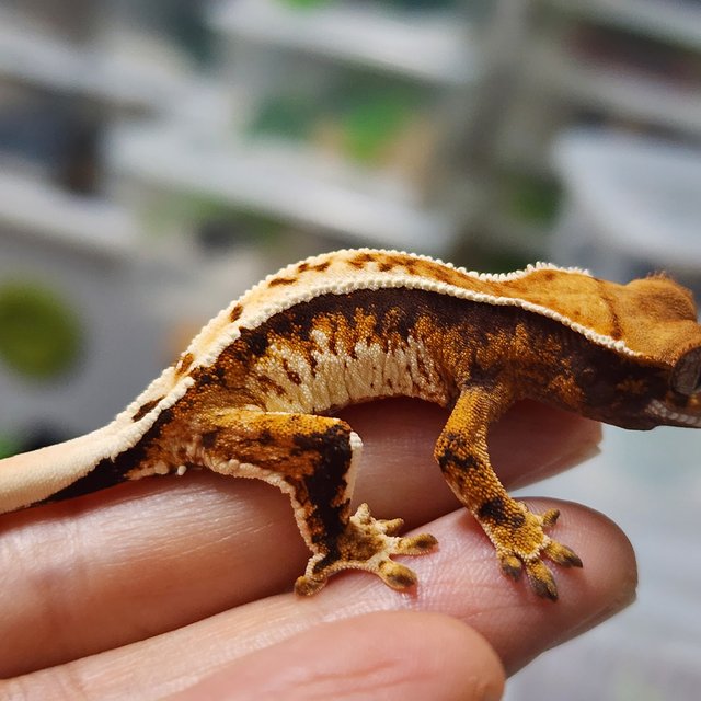 트라이 익스트림할리퀸 텐저린 화이트핀