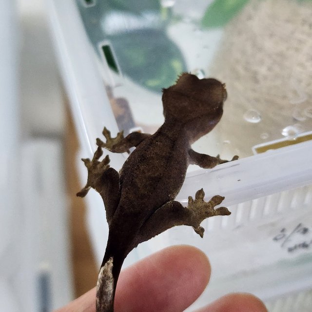 벅스킨 다크 팬텀