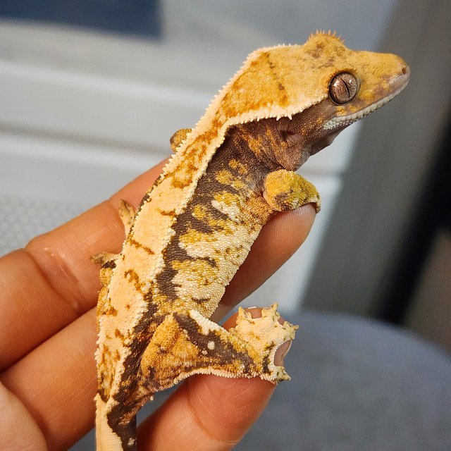 트라이 익스트림할리퀸 화이트크라운