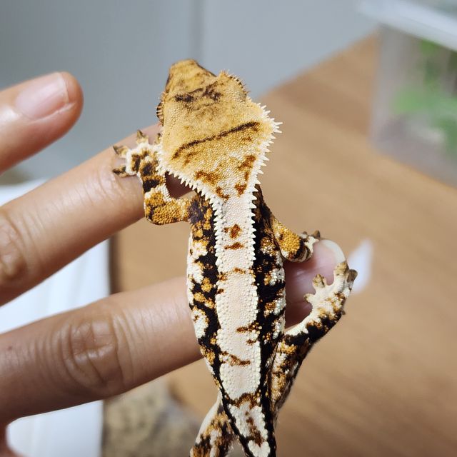 트라이 익스트림할리퀸 화이트핀 바브 몬코사