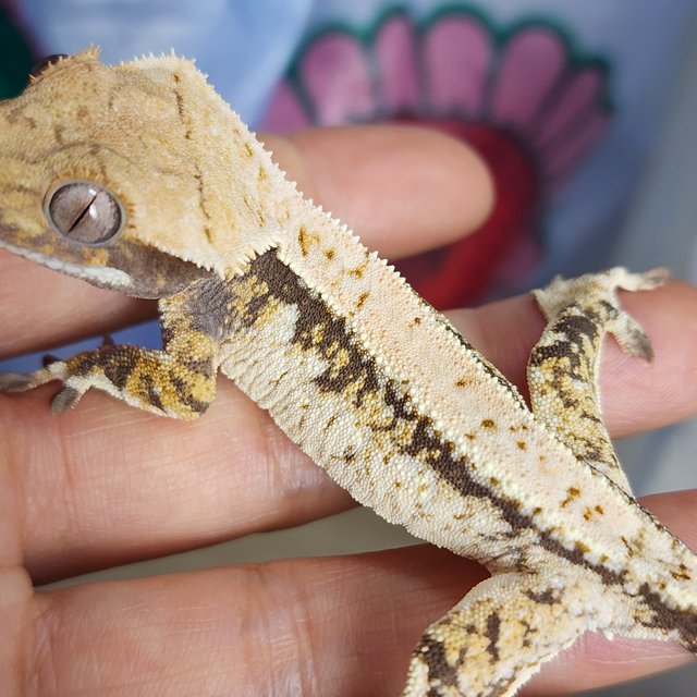 트라이 익스트림할리퀸