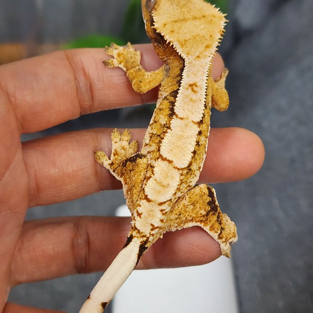 화이트스팟 카와 익스트림할리퀸 트라이