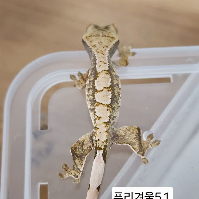 트라이 익스트림할리퀸 화이트스팟 화이트포트홀 카와