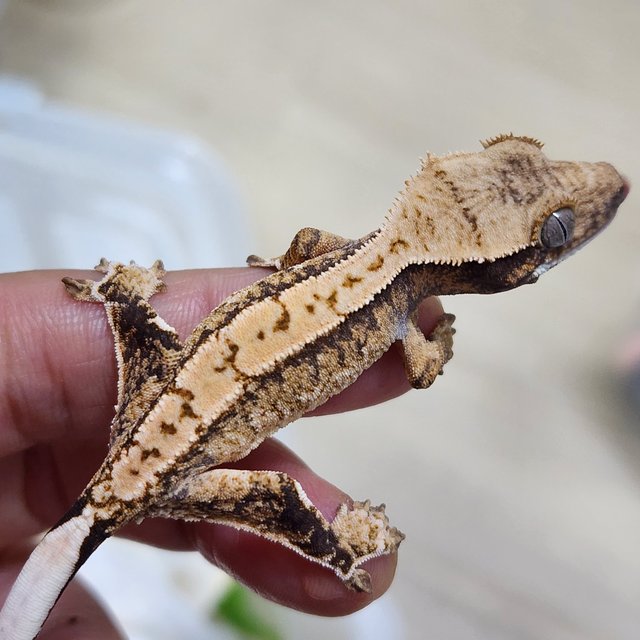 트라이 익스트림할리퀸 화이트스팟