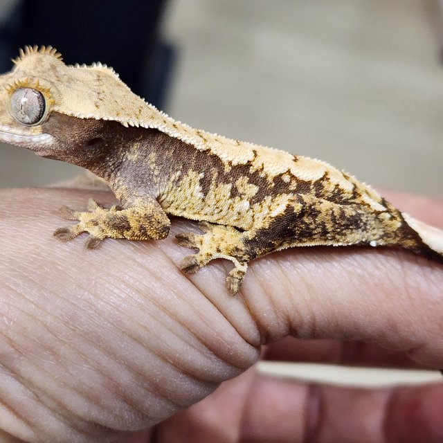 트라이 익스트림할리퀸 화이트스팟 화이트포트홀