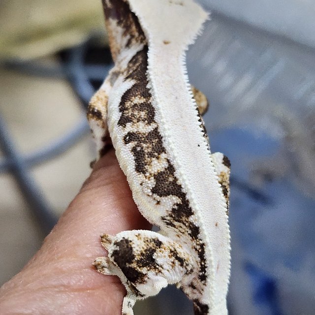 릴리화이트 풀핀 카와