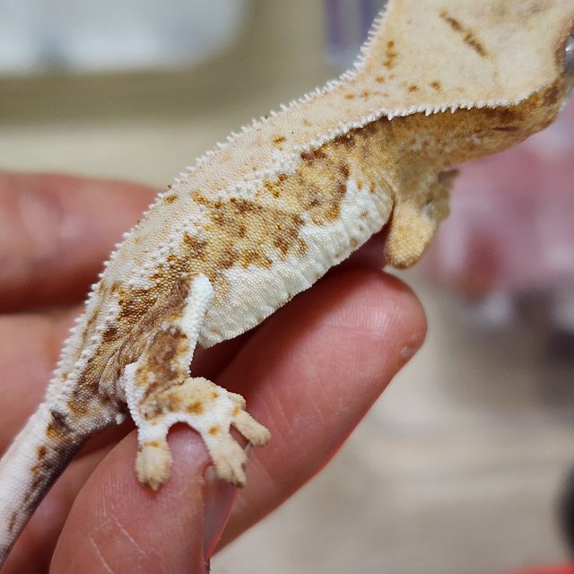 릴리100%헷아잔틱 팬텀