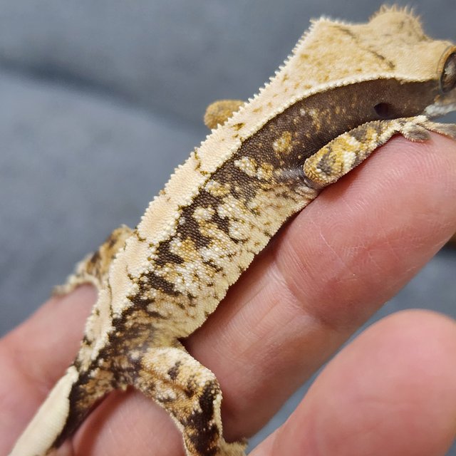 트라이 익스트림할리퀸 화이트포트홀 화이트스팟