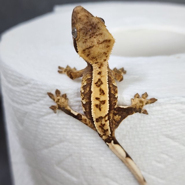 트라이 익스트림할리퀸 쿼드