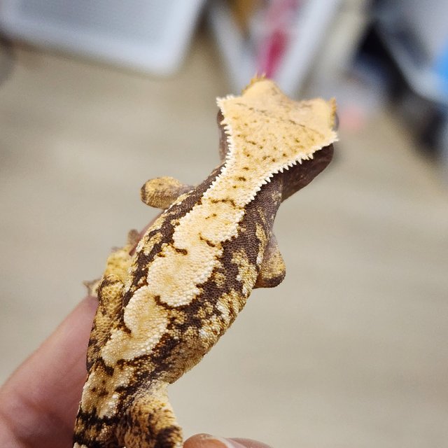 트라이 익스트림할리퀸 화이트스팟 화이트포트홀