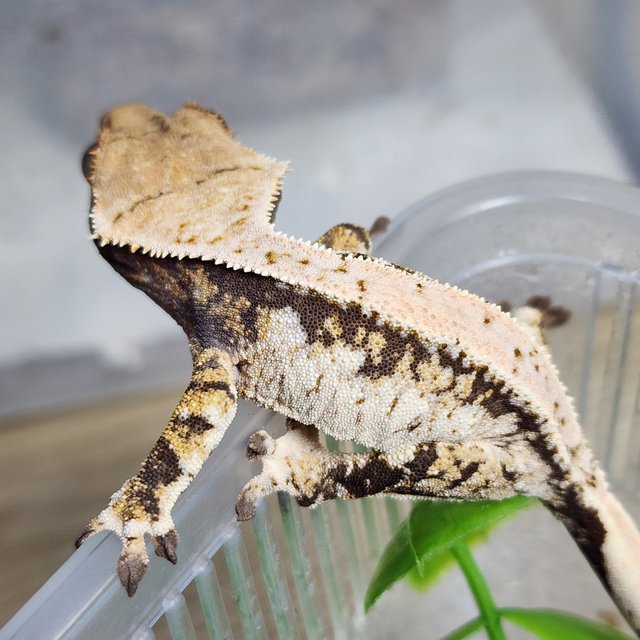 트라이 익스트림할리퀸