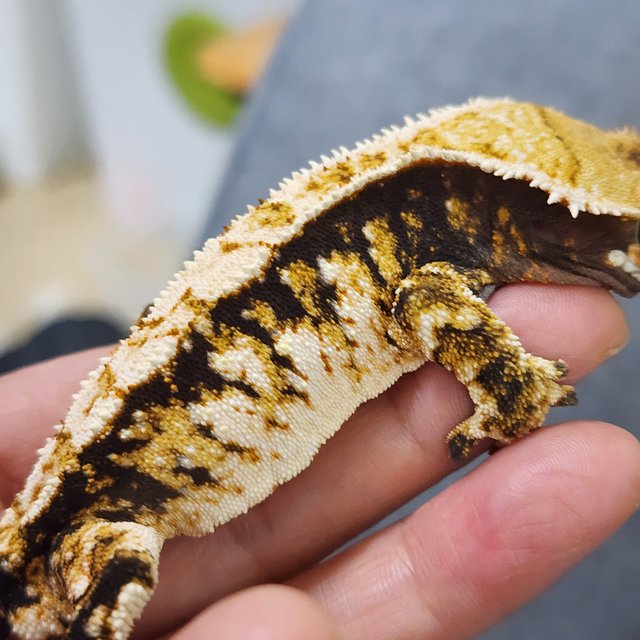 트라이 익스트림할리퀸 텐저린 바브 몬코사 화이트핀