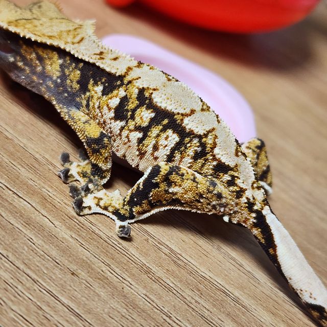 트라이 익스트림할리퀸 바브