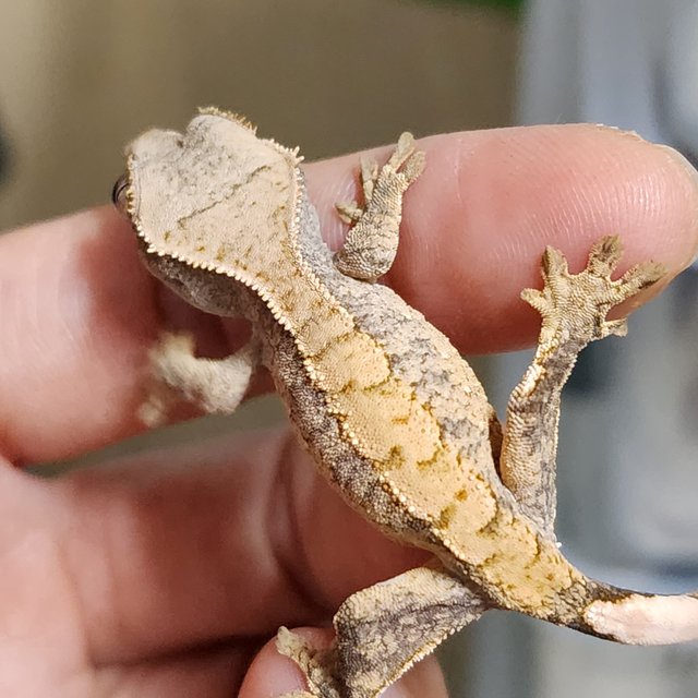 드리피 화이트스팟