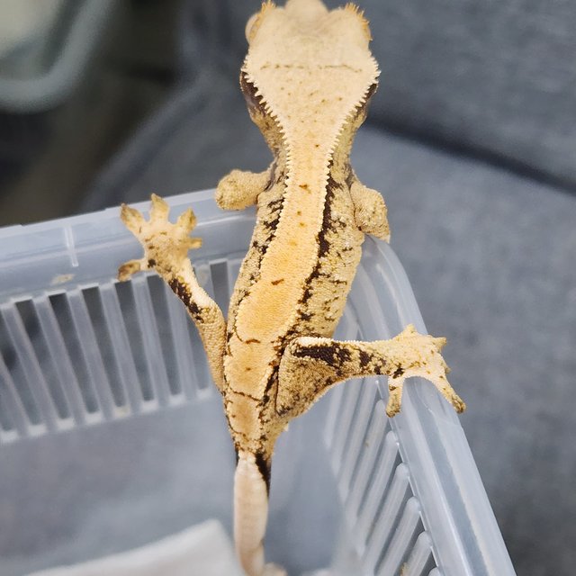 드리피 화이트스팟 카와