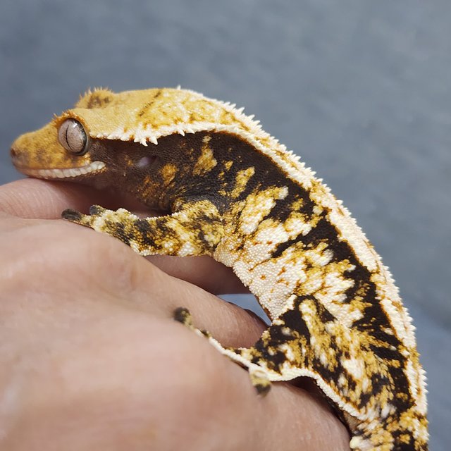 트라이 익스트림할리퀸 텐저린 바브 몬코사 화이트핀