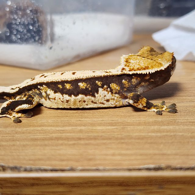 트라이 엠티백 쿼드 핀스트라이프